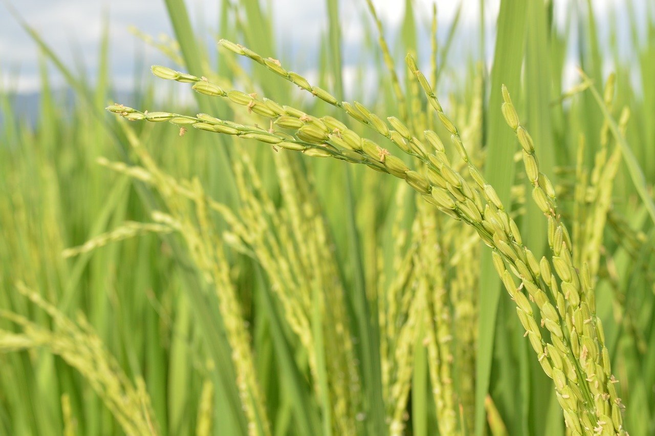 rice, rice field, paddy